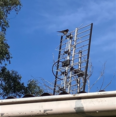 Hirundo neoxena (Welcome Swallow) at Canyonleigh, NSW - 21 Sep 2025 by blacksheep