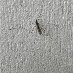 Symplecta (Trimicra) pilipes (A limoniid crane fly) at Canyonleigh, NSW - 21 Sep 2025 by blacksheep