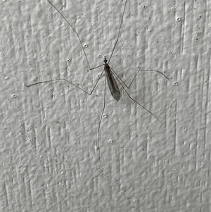 Symplecta (Trimicra) pilipes (A limoniid crane fly) at Canyonleigh, NSW - 21 Sep 2025 by blacksheep