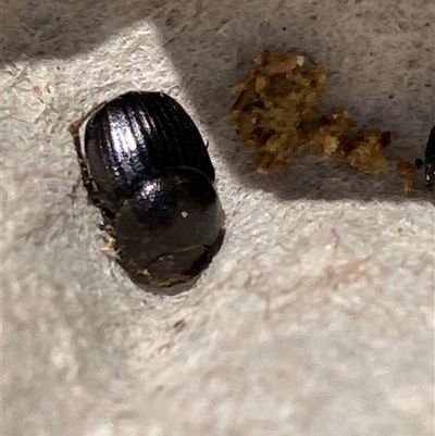 Onitis sp. (genus) at Canyonleigh, NSW - 20 Sep 2025 by blacksheep