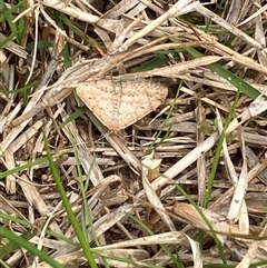Scopula rubraria (Reddish Wave, Plantain Moth) at Canyonleigh, NSW - 19 Sep 2025 by blacksheep
