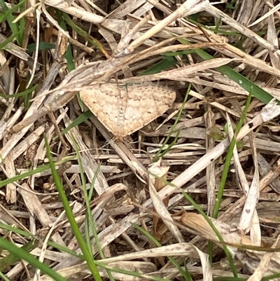 Scopula rubraria (Reddish Wave, Plantain Moth) at Canyonleigh, NSW - 19 Sep 2025 by blacksheep