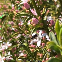 Melangyna viridiceps (Hover fly) at Canyonleigh, NSW - 19 Sep 2025 by blacksheep