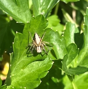 Oxyopes (genus) (Lynx spider) at Canyonleigh, NSW - 19 Sep 2025 by blacksheep