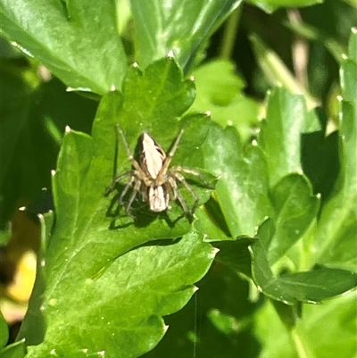 Oxyopes (genus) (Lynx spider) at Canyonleigh, NSW - 19 Sep 2025 by blacksheep