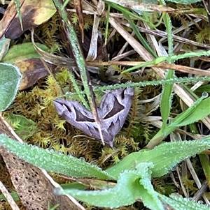 Chaetolopha oxyntis (Triangle Forest Carpet) at Canyonleigh, NSW - 19 Sep 2025 by blacksheep