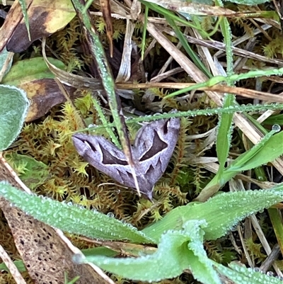 Chaetolopha oxyntis (Triangle Forest Carpet) at Canyonleigh, NSW - 19 Sep 2025 by blacksheep