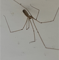 Pholcus phalangioides (Daddy-long-legs spider) at Canyonleigh, NSW - 17 Sep 2025 by blacksheep