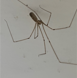 Pholcus phalangioides (Daddy-long-legs spider) at Canyonleigh, NSW - 17 Sep 2025 by blacksheep