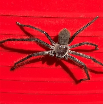 Isopeda villosa (Brown Huntsman Spider) at Canyonleigh, NSW - 17 Sep 2025 by blacksheep