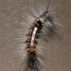 Euproctis edwardsii (Mistletoe Browntail Moth) at Acton, ACT - 19 Sep 2025 by TimL