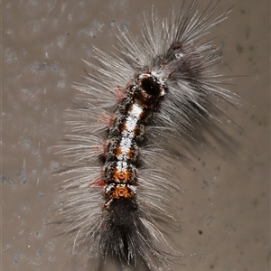 Euproctis edwardsii (Mistletoe Browntail Moth) at Acton, ACT - 19 Sep 2025 by TimL
