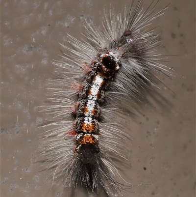 Euproctis edwardsii (Mistletoe Browntail Moth) at Acton, ACT - 19 Sep 2025 by TimL