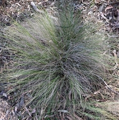 Nassella trichotoma at Canyonleigh, NSW - 16 Sep 2025 by blacksheep