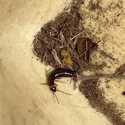 Euborellia annulipes (Ring-legged Earwig) at Canyonleigh, NSW - 16 Sep 2025 by blacksheep