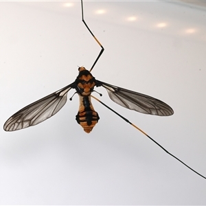 Leptotarsus imperatorius (Crane fly) at Rosedale, NSW - 17 Sep 2025 by jb2602