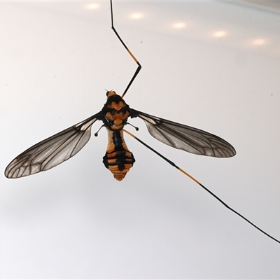 Leptotarsus imperatorius (Crane fly) at Rosedale, NSW - 17 Sep 2025 by jb2602