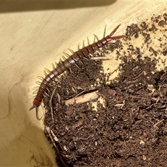 Unverified Centipede (Chilopoda) at Canyonleigh, NSW - 16 Sep 2025 by blacksheep