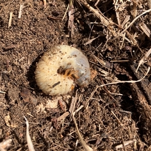 Scarabaeidae (family) (Scarab beetle, curl grub) at Canyonleigh, NSW - 16 Sep 2025 by blacksheep