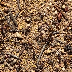 Iridomyrmex purpureus (Meat Ant) at Canyonleigh, NSW - 16 Sep 2025 by blacksheep