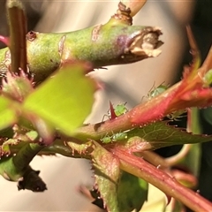 Macrosiphum rosae (Rose aphid) at Canyonleigh, NSW - 15 Sep 2025 by blacksheep
