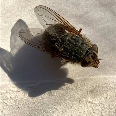 Calliphora stygia (Brown blowfly or Brown bomber) at Canyonleigh, NSW - 15 Sep 2025 by blacksheep