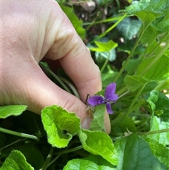 Viola odorata (Sweet Violet, Common Violet) at Lyneham, ACT - 22 Sep 2025 by Lisa.Jok