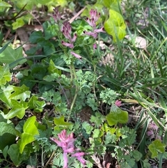 Fumaria muralis subsp. muralis (Wall Fumitory) at Lyneham, ACT - 22 Sep 2025 by Lisa.Jok