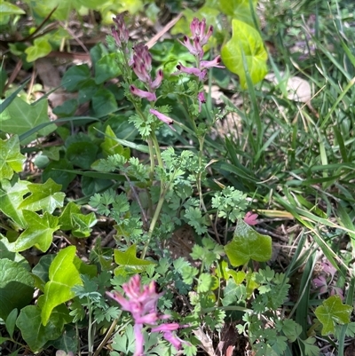 Fumaria muralis subsp. muralis (Wall Fumitory) at Lyneham, ACT - 22 Sep 2025 by Lisa.Jok