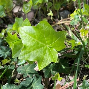 Hedera helix at Lyneham, ACT - 22 Sep 2025 by Lisa.Jok