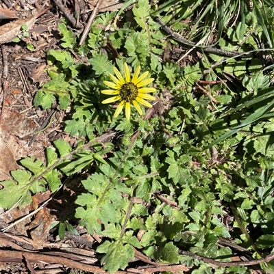 Arctotheca calendula (Capeweed, Cape Dandelion) at Lyneham, ACT - 22 Sep 2025 by Lisa.Jok