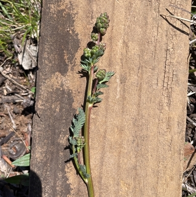 Sanguisorba minor (Salad Burnet, Sheep's Burnet) at Lyneham, ACT - 22 Sep 2025 by Lisa.Jok
