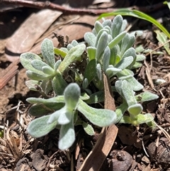 Chrysocephalum apiculatum (Common Everlasting) at Lyneham, ACT - 22 Sep 2025 by Lisa.Jok