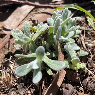 Chrysocephalum apiculatum (Common Everlasting) at Lyneham, ACT - 22 Sep 2025 by Lisa.Jok