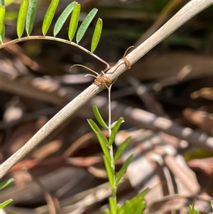 Vicia disperma at Lyneham, ACT - 22 Sep 2025 by Lisa.Jok