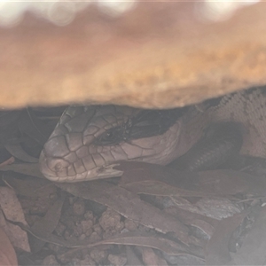Tiliqua scincoides scincoides (Eastern Blue-tongue) at Lyneham, ACT - 22 Sep 2025 by Lisa.Jok