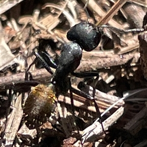 Camponotus aeneopilosus (A Golden-tailed sugar ant) at Lyneham, ACT - 22 Sep 2025 by Lisa.Jok