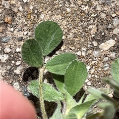 Medicago minima (Woolly Burr Medic) at Lyneham, ACT - 22 Sep 2025 by Lisa.Jok