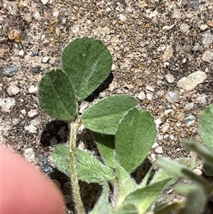 Medicago minima (Woolly Burr Medic) at Lyneham, ACT - 22 Sep 2025 by Lisa.Jok