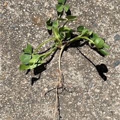 Medicago (genus) (Medics) at Lyneham, ACT - 22 Sep 2025 by Lisa.Jok