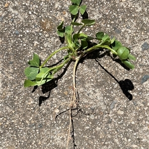 Medicago (genus) (Medics) at Lyneham, ACT - 22 Sep 2025 by Lisa.Jok