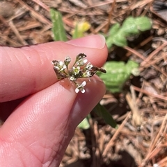 Capsella bursa-pastoris (Shepherd's Purse) at Lyneham, ACT - 22 Sep 2025 by Lisa.Jok