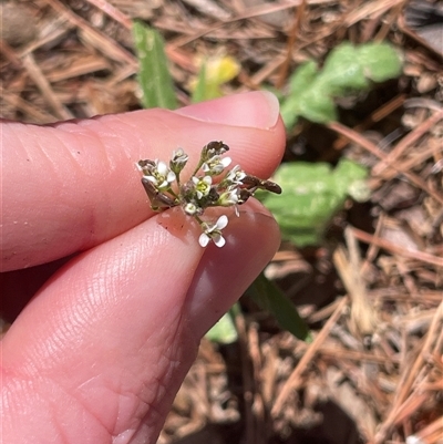 Capsella bursa-pastoris (Shepherd's Purse) at Lyneham, ACT - 22 Sep 2025 by Lisa.Jok