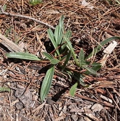 Plantago lanceolata (Ribwort Plantain, Lamb's Tongues) at Lyneham, ACT - 22 Sep 2025 by Lisa.Jok