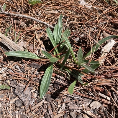 Plantago lanceolata (Ribwort Plantain, Lamb's Tongues) at Lyneham, ACT - 22 Sep 2025 by Lisa.Jok
