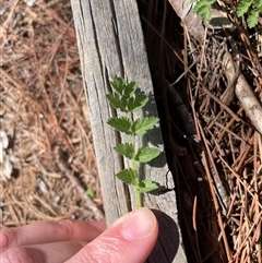 Erodium cicutarium (Common Storksbill, Common Crowfoot) at Lyneham, ACT - 22 Sep 2025 by Lisa.Jok