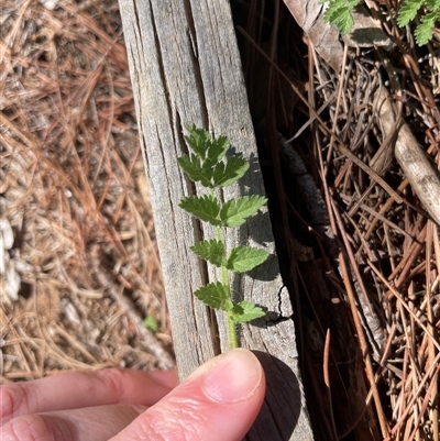 Erodium cicutarium (Common Storksbill, Common Crowfoot) at Lyneham, ACT - 22 Sep 2025 by Lisa.Jok