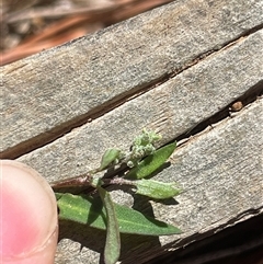 Einadia nutans subsp. nutans (Climbing Saltbush) at Lyneham, ACT - 22 Sep 2025 by Lisa.Jok