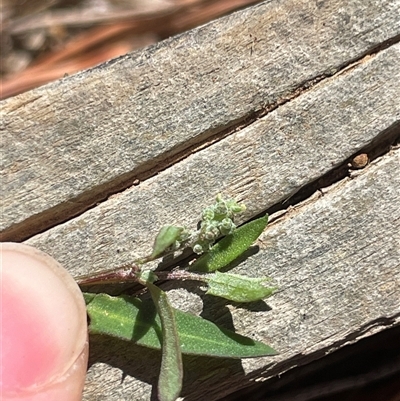 Einadia nutans subsp. nutans (Climbing Saltbush) at Lyneham, ACT - 22 Sep 2025 by Lisa.Jok