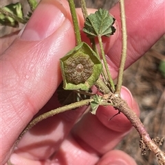 Malva parviflora (Little Mallow) at Lyneham, ACT - 22 Sep 2025 by Lisa.Jok